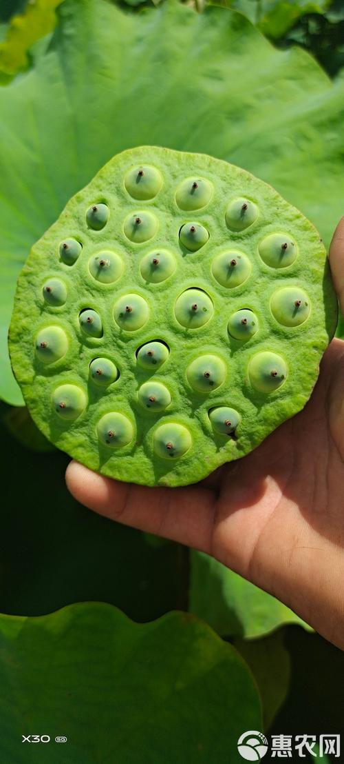 通芯蓮 天然農副產品的營養寶庫與品質之選